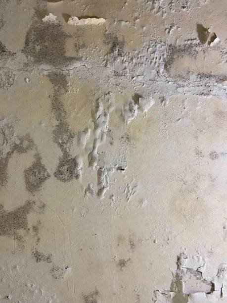 Best White Mold Remediation in Beaverton, OR
