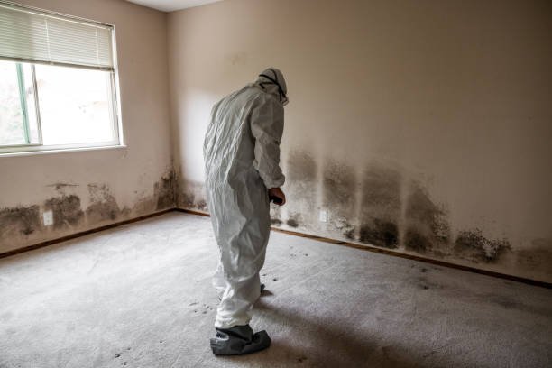 Trusted Beaverton, OR Mold Remediation Experts